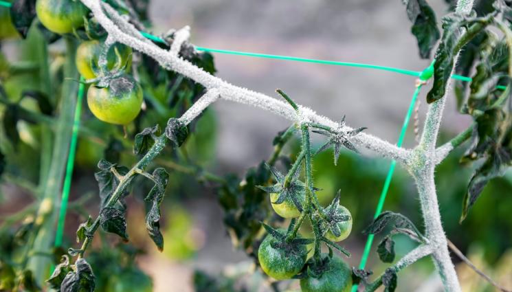 слана - Агро Телеграф: Падат първи слани