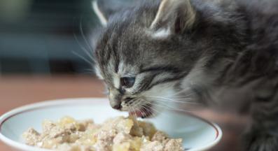 котенце се храни