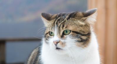 домашна котка