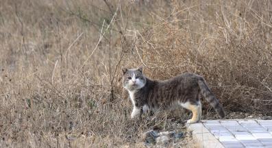 котка навън