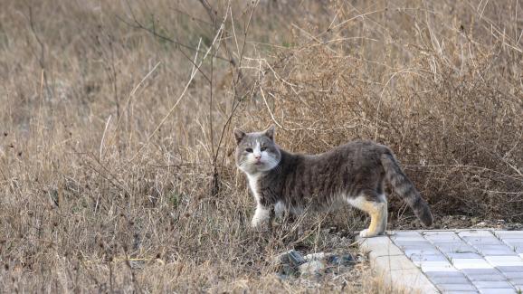 На какво разстояние мъжката котка може да надуши разгонена женска?