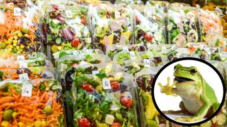 жаба салата