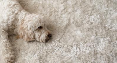 куче муцуна