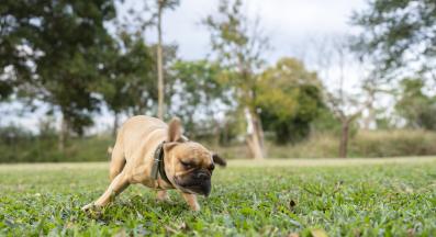 куче глава разклаща