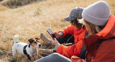 Джак Ръсел териер