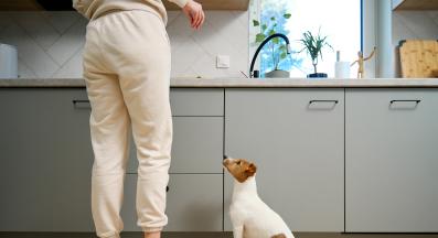 куче дресура