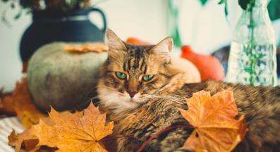 домашна котка през есента