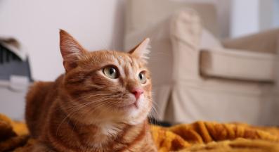 домашна котка