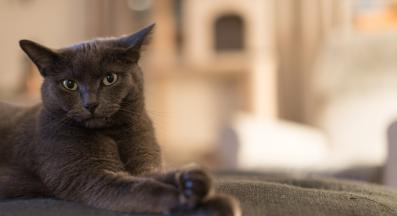 котка с кръстосани лапи