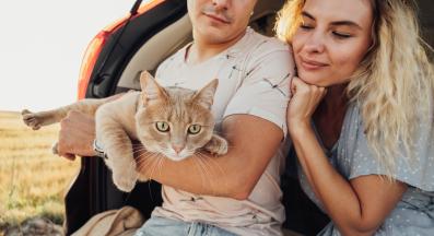 котка пътува