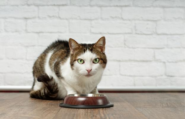 котка се храни