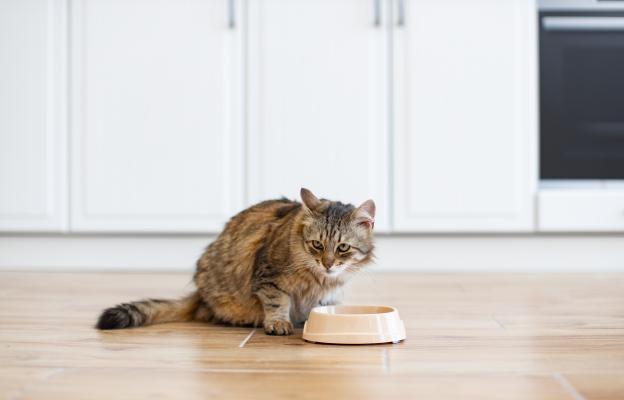 котка се храни