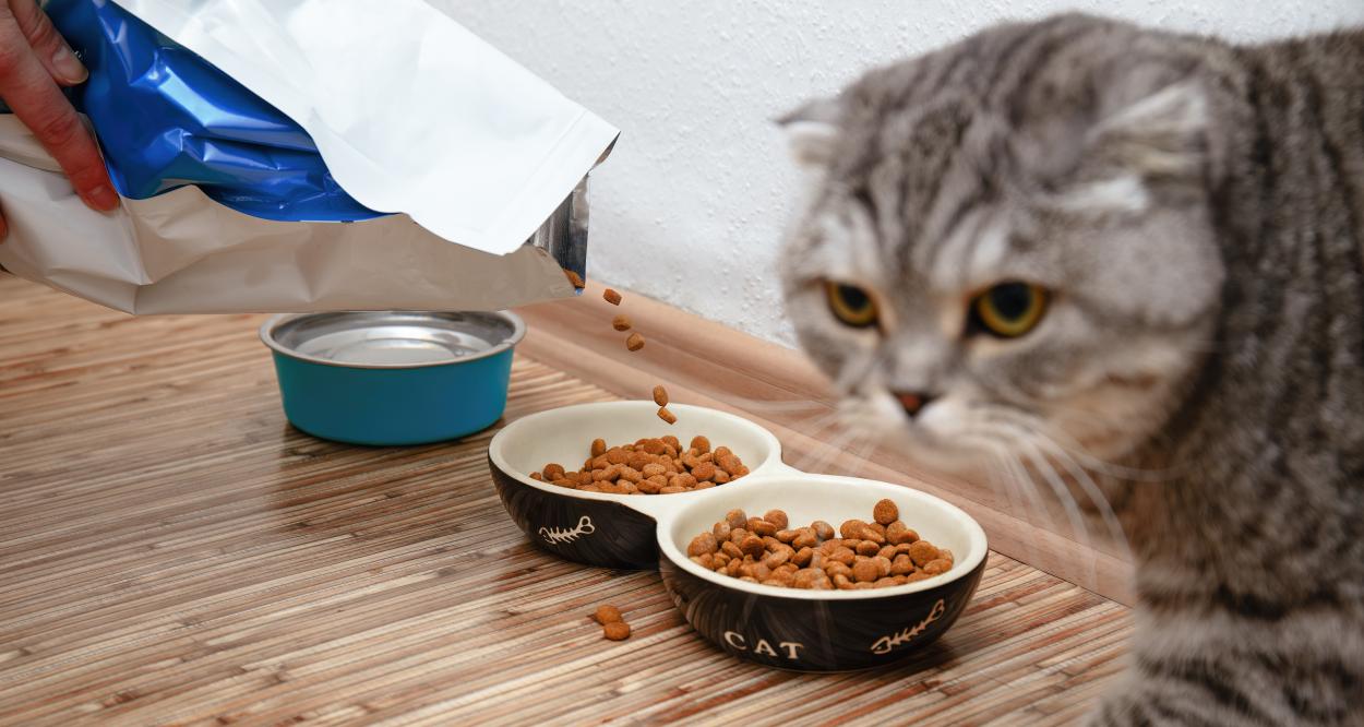 котка се храни