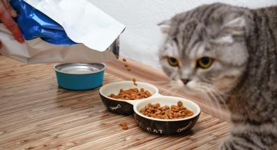 котка се храни