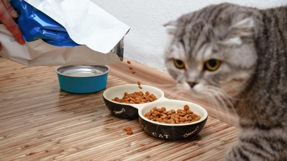 7 причини защо котката ви отказва да яде гранулите си