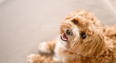 куче козина