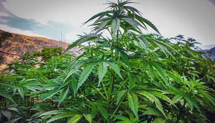 марихуана - ПОЯВИХА СЕ КАДРИ: Ето я наркооранжерията на прокурорския син! (СНИМКИ+ВИДЕО)