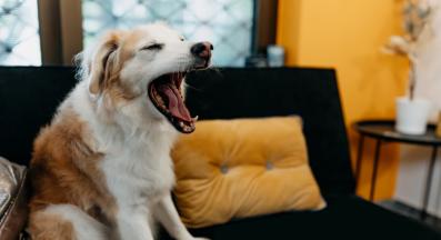 куче прозява