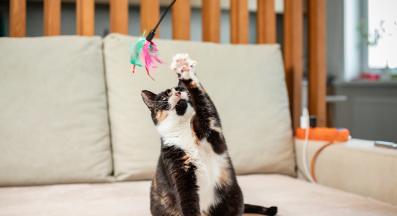 котка играе