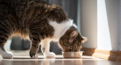 котка се храни