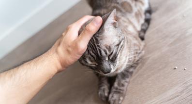 галене на котка