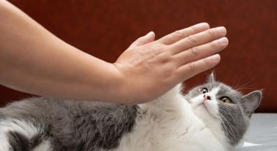 домашна котка