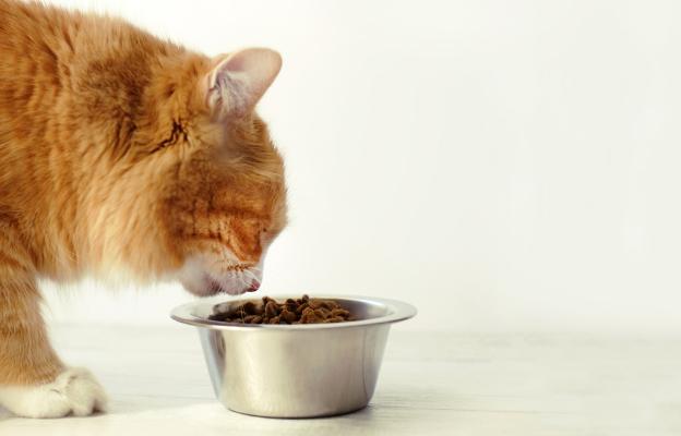 котка се храни