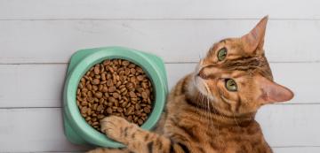 Нормално ли е котката да се храни само веднъж на ден?