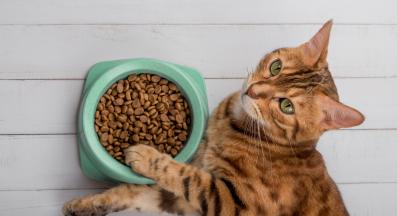 котка се храни