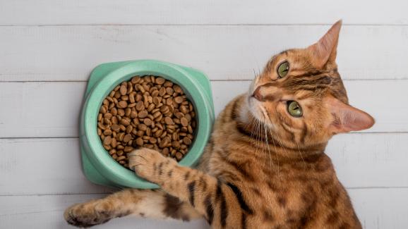 котка се храни