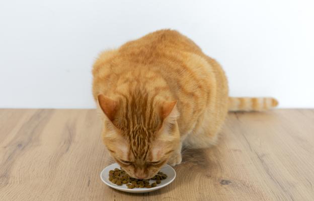 котка се храни