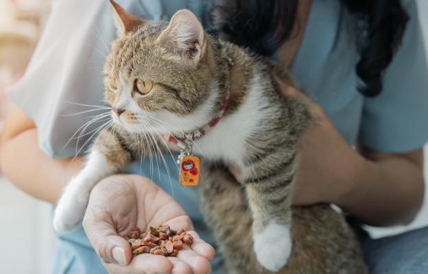 котка се храни