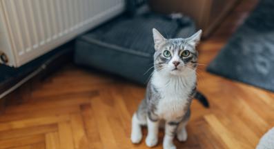 домашна котка