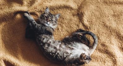 котка се разтяга