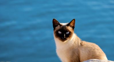 породиста котка