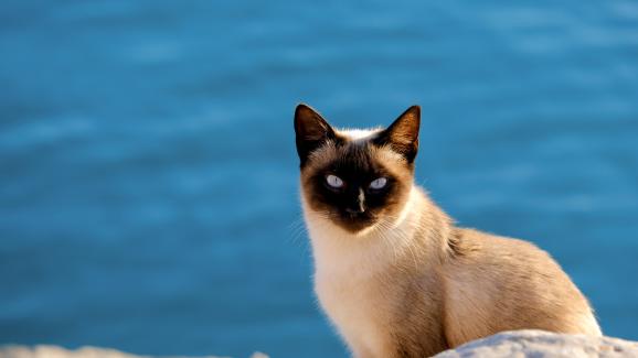 4 породи котки с лоша репутация