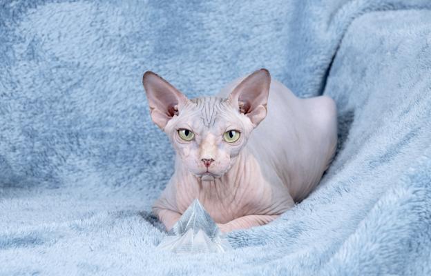 породиста котка