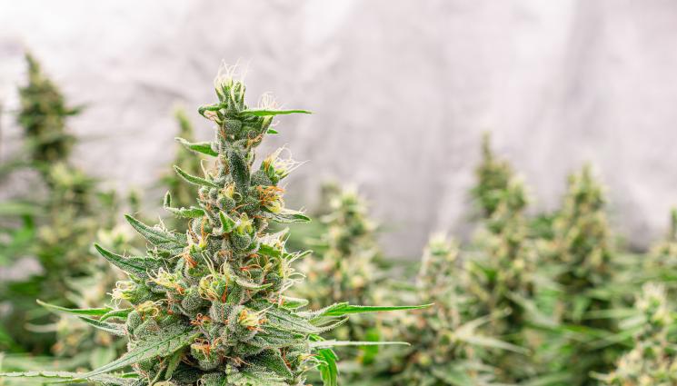 марихуана - Гепиха 60-годишен дядка с 80 кг трева! 