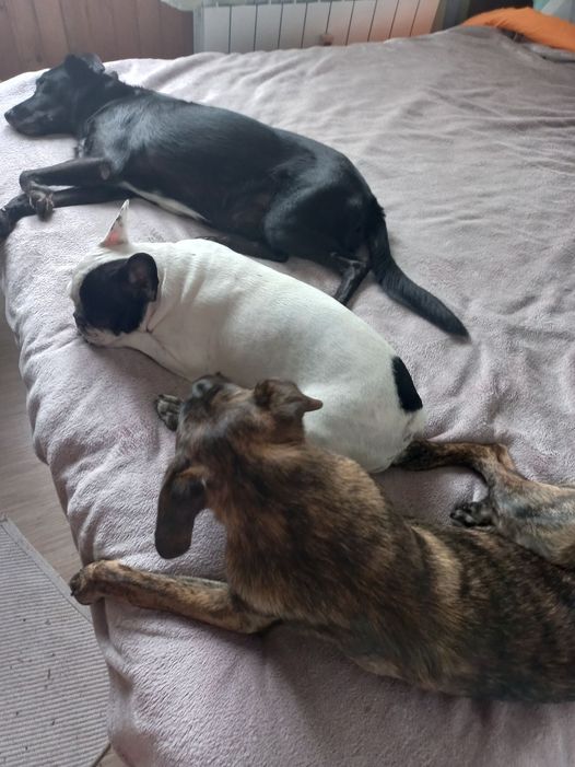 венци мартинов