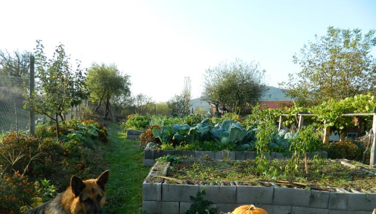 Агро Телеграф - Агро Телеграф: Наваксваме с влагата в почвата