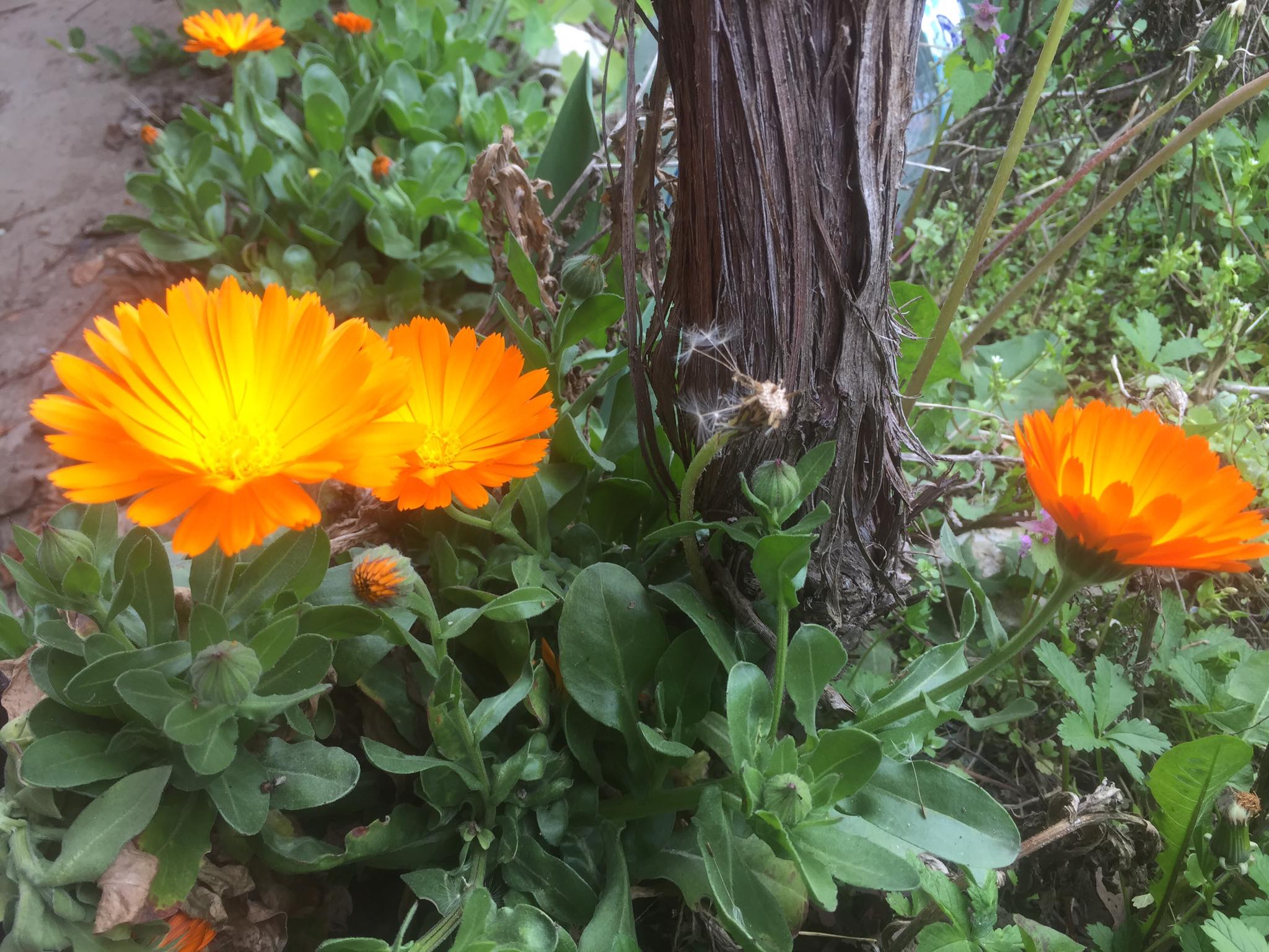 Агро Телеграф