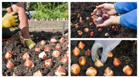 Агро Телеграф