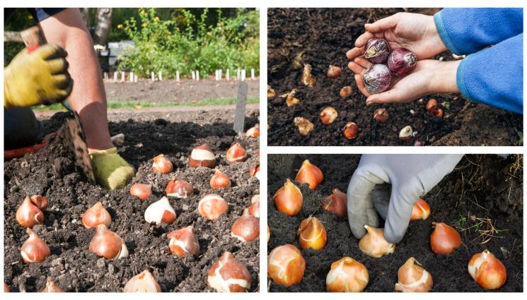 Агро Телеграф - Агро Телеграф: Внимание! Луковиците са токсични