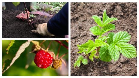 Агро Телеграф