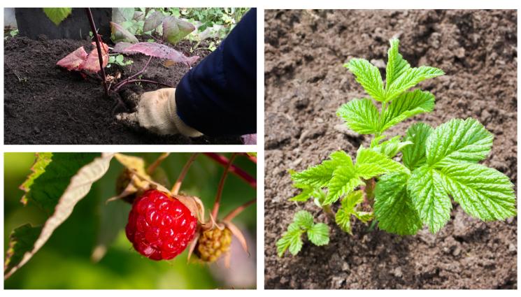 Агро Телеграф - Агро Телеграф: Садим малината есента