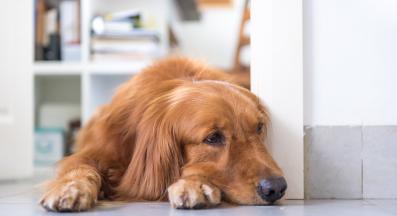 куче самотно