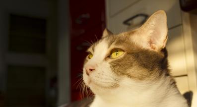 котка гледа