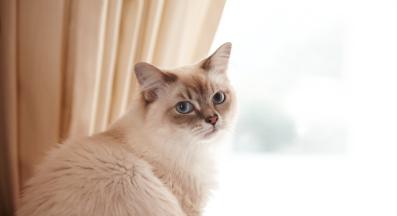 домашна котка