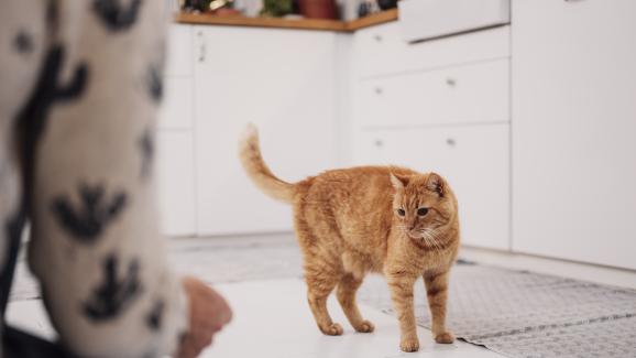 Ако котката ви можеше да говори, щеше да ви каже да не правите тези неща