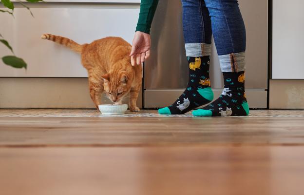 домашна котка